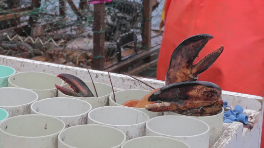 Commercial fishermen on the ocean fishing for lobster