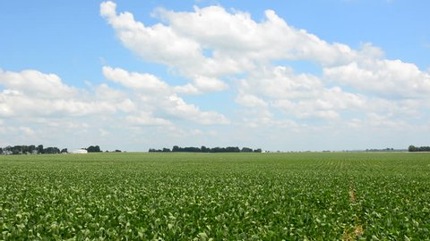 Expansive soybean field in farmland found in central Illinois