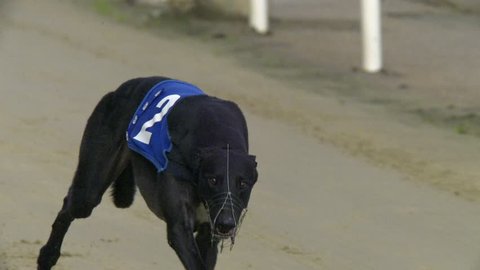 Greyhound racing slow motion. 500 fps high definition video of greyhounds racing.