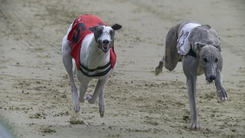 Greyhound racing slow motion. 500 fps high definition video of greyhounds racing.