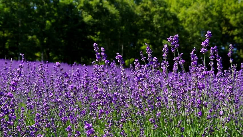 Lavender Garden
