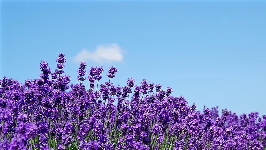 Lavender garden in a soft breeze