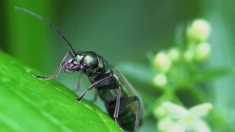 Nigricornis beetle macro