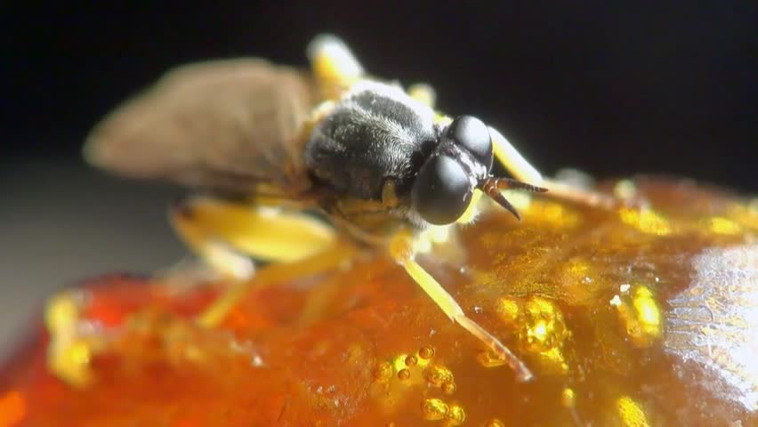 Temnostomina fly macro