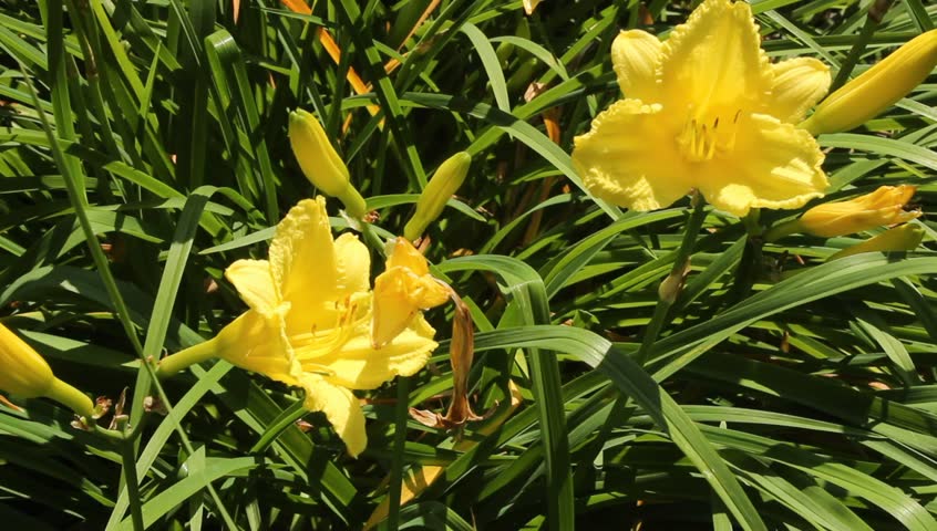 yellow day lilies small flower garden Stock Footage Video (100% Royalty ...