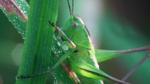 grasshopper beetle macro