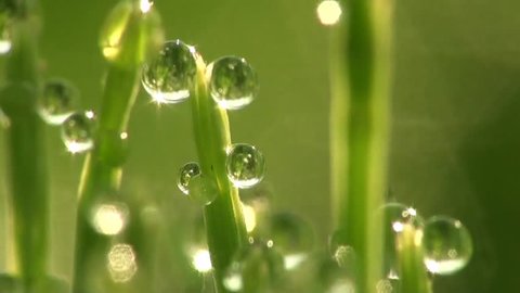 Drops of dew macro