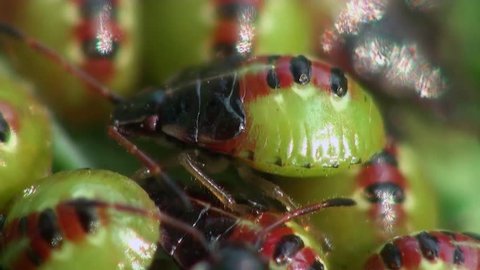 Small green beetle macro