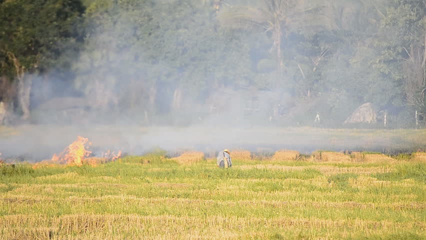 fire burning rice straw in countryside field