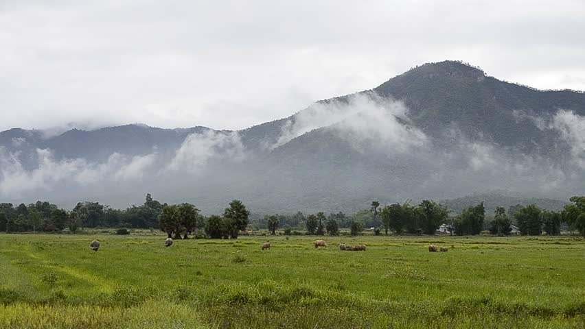 asia buffalo in countryside field and big mountain background