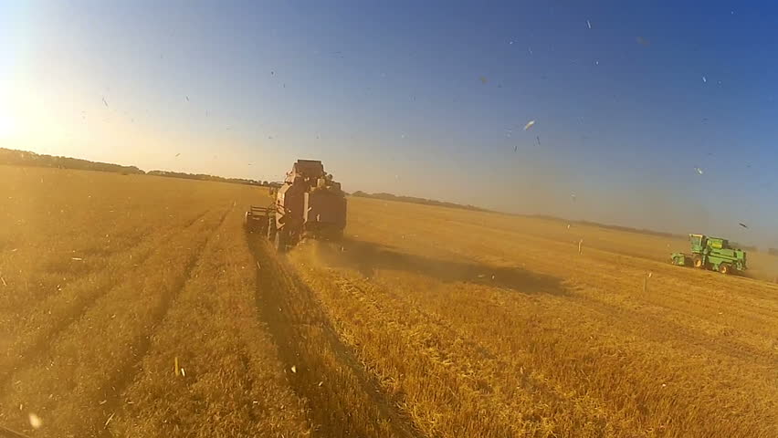 Summer. Harvesting wheat. Shooting from a moving harvester. A lot of dust