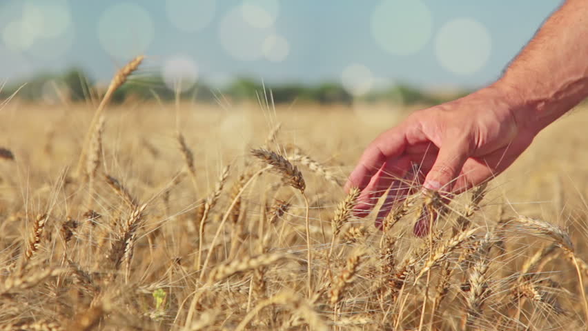 Summer. Sunny day. Field of ripe wheat. Man's hand. Defocused particles rise