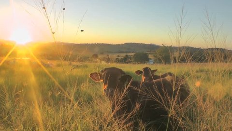 Australia - cows in sunset