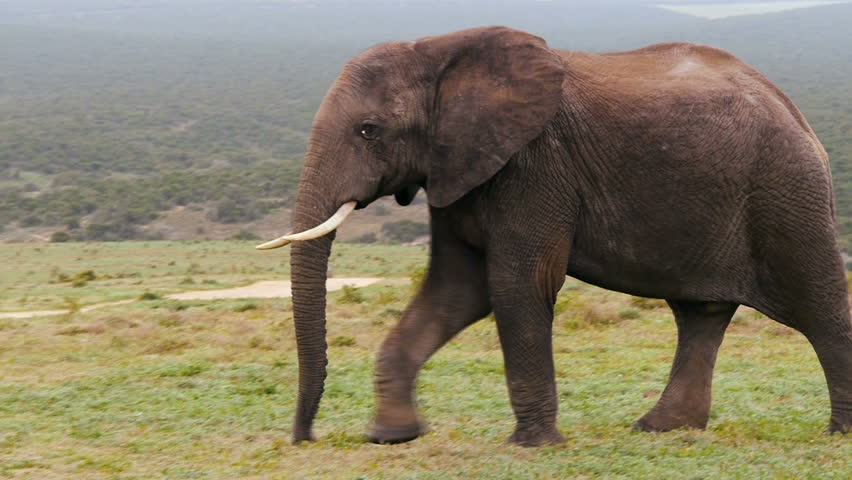 elephant crossing the road