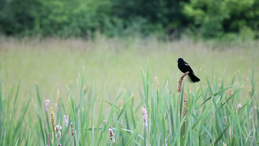 Red Winged Blackbird on Cat Tails 