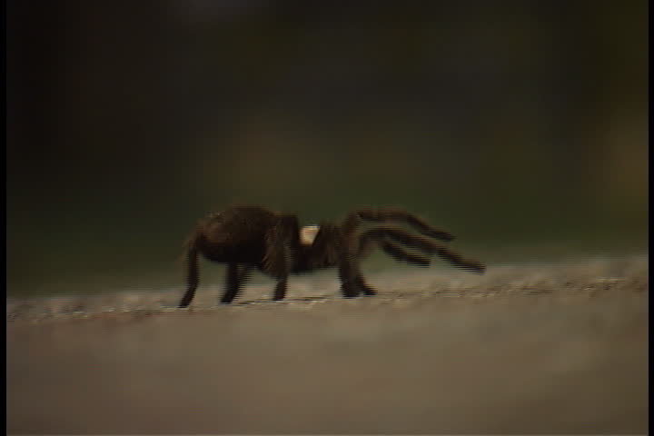 Tarantula walking in Albuquerque, New Mexico