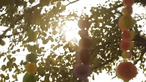 The garlands from colorful paper flowers on the tree opposite the setting sun light(video made with vintage lense)