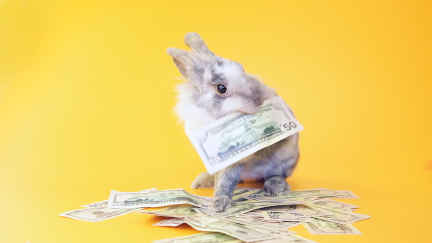 Money bunny. Деньги зайчики. Денежный кролик. Зайка с деньгами. Денежный зайчик.