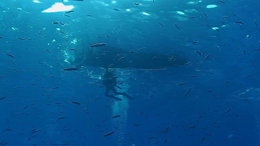Zodiac, scuba diver leaving water, underwater view
