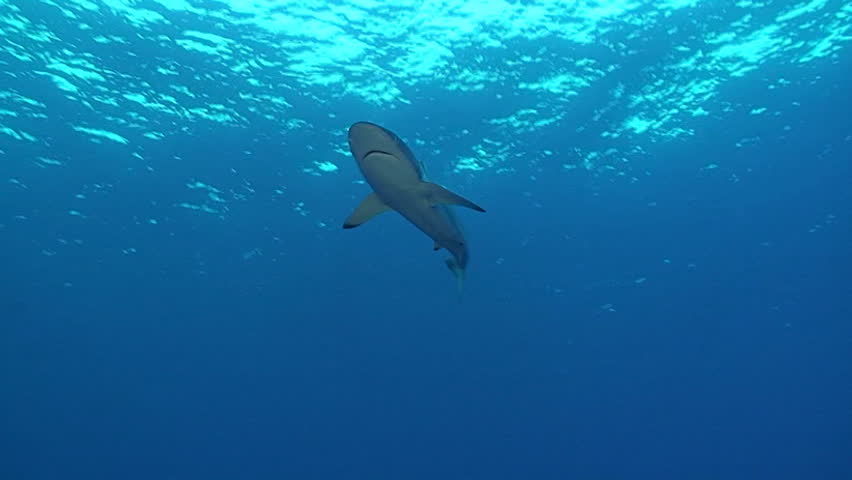 siky shark passing overhead surface