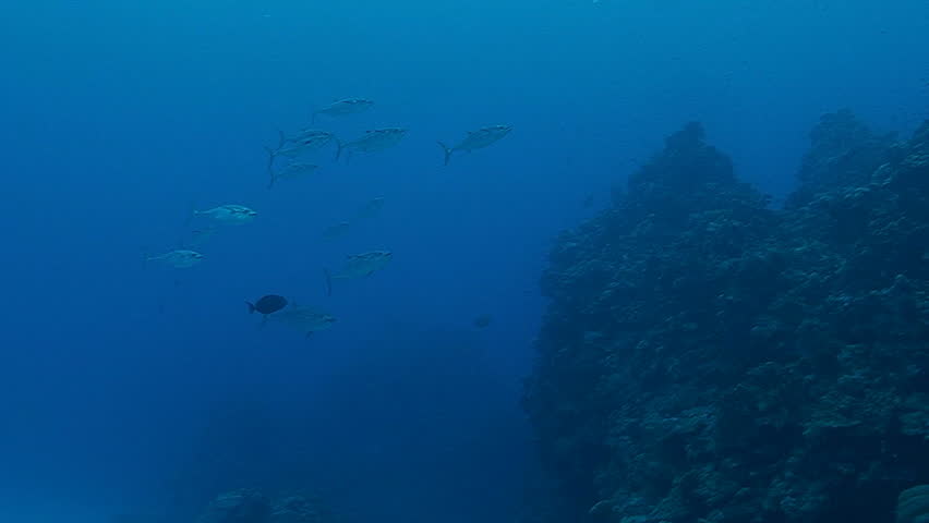 tuna over coral reef Red Sea