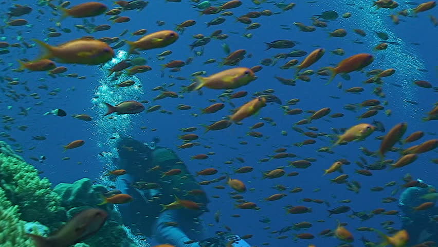 scuba divers at coral reef, red sea