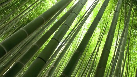 bamboo arashiyama kyoto japan  