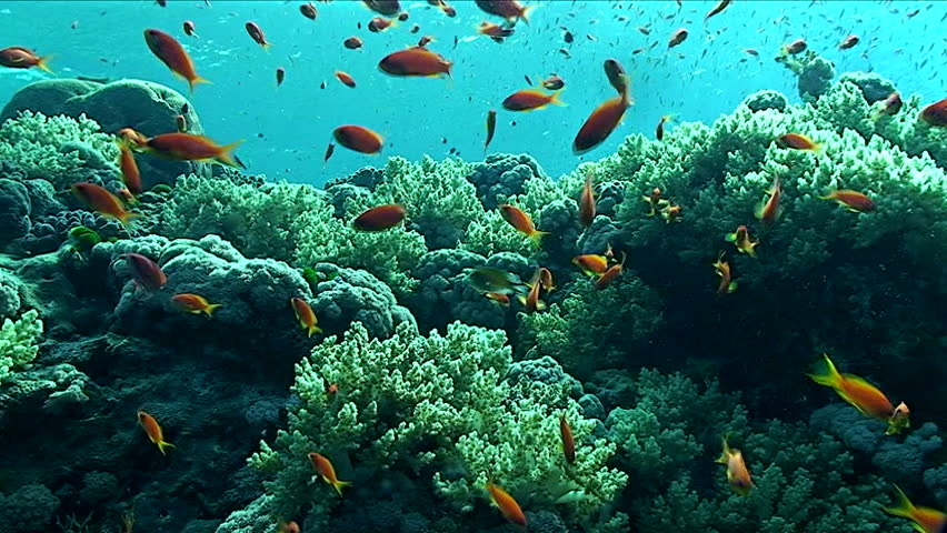 sea goldies, schooling fish coral reef red sea