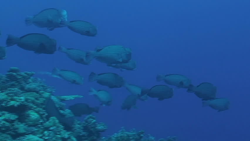 humphead parrotfish, schooling fish coral reef red sea