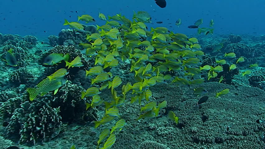snappers, schooling fish coral reef red sea