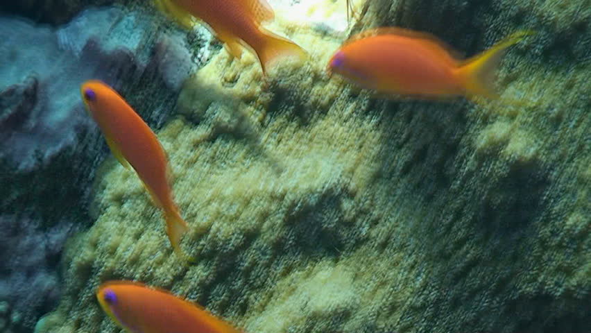 sea goldies close, schooling fish coral reef red sea