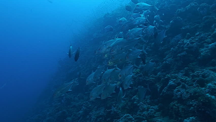big eye jack passing, schooling fish coral reef red sea