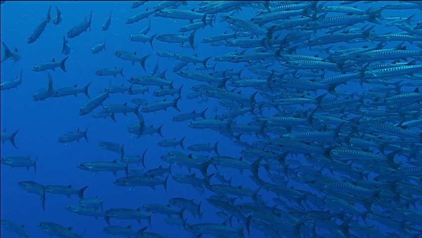 chevron barracudas, schooling fish coral reef red sea