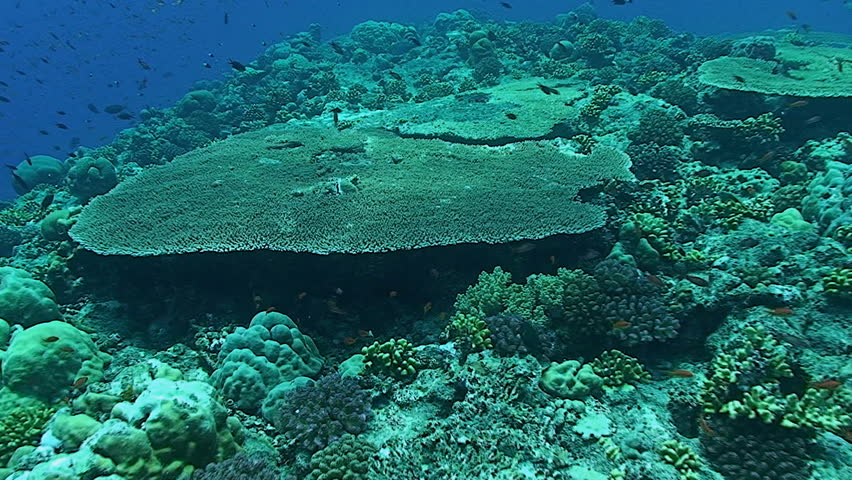 table coral red sea