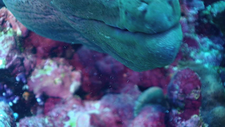 giant moray eel and cleaning wrasse red sea