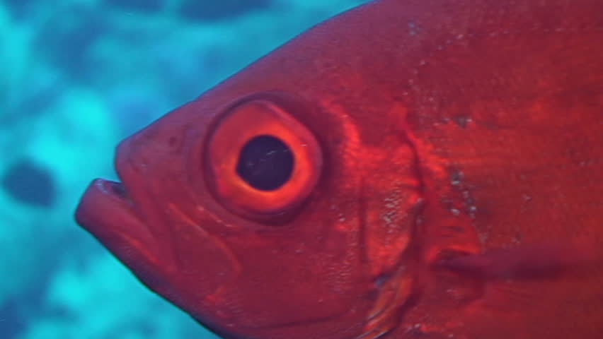 common big eye, close up shot, red sea