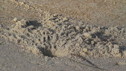 A ghost crab comes out of its burrow with a load of sand, scatters it, and descends below the beach. Shot on North Carolina's Ocracoke Island at Cape Hatteras National Seashore.
