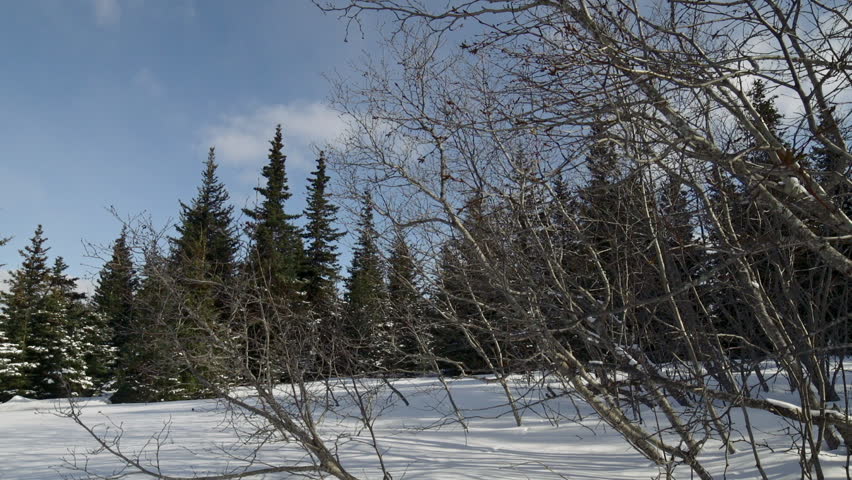View of lifeless alder forest in winter, Alaska, with sun flare