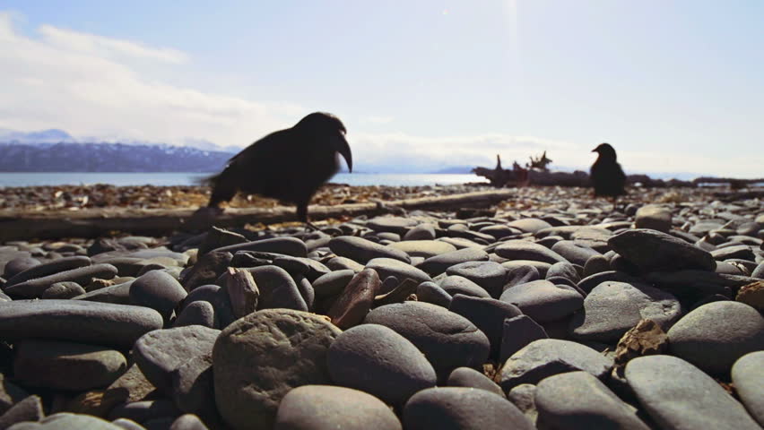 Long-beaked crow nabs a morsel from in between jumbled stones on the beach