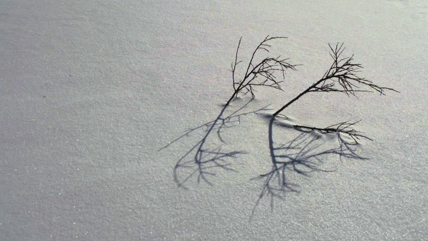 Timelapse of shadows cast by young tree twigs in winter snow