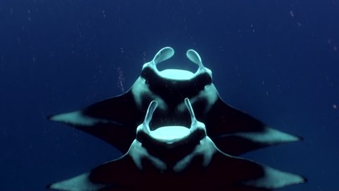 manta rays doing synchronized swimming
