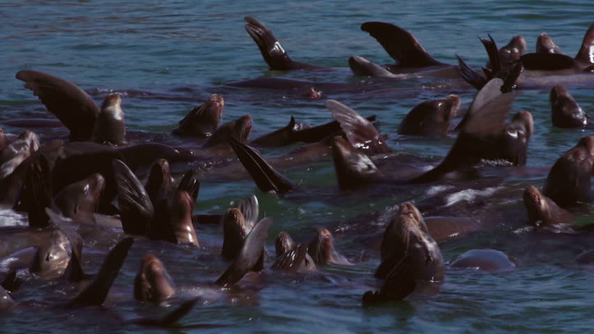 Stellar Sea Lions drifting together and basking in the sun