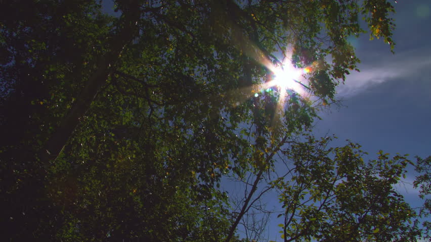 Looking up through birch tree branches with sun flare
