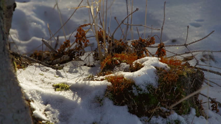 A small tuft of dried, dead grass with snow blown in cold wind