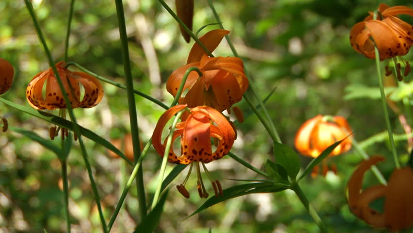 Tiger lily blossoms hang in dappled sunlight in forest