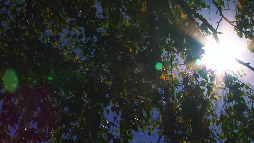 POV through tree branches with sun flare in forest