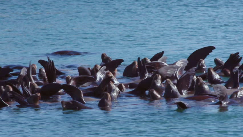 Stellar Sea Lions Sunning and Drifting in Group