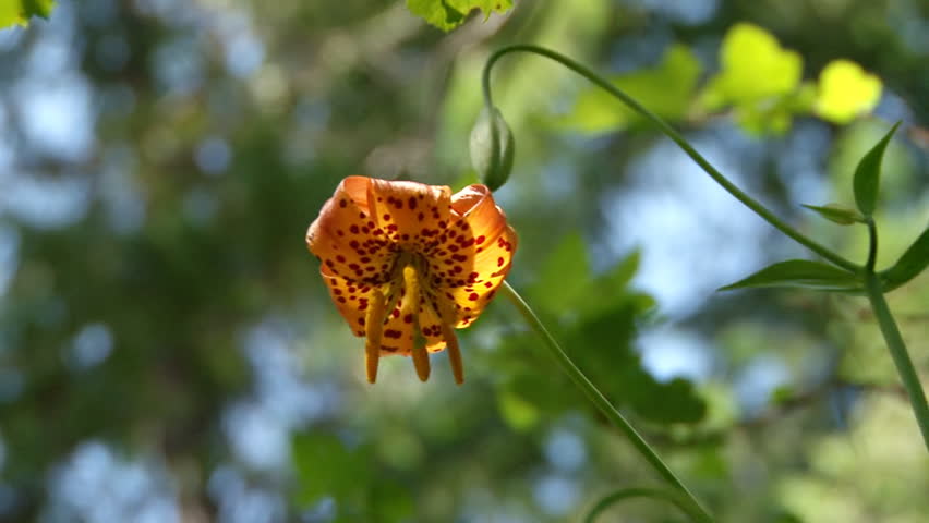 A single orange tiger lily blossom - low angle
