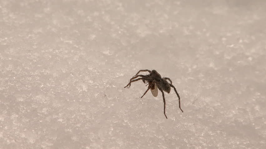Small spider on crystallized ice/snow eats fly alive
