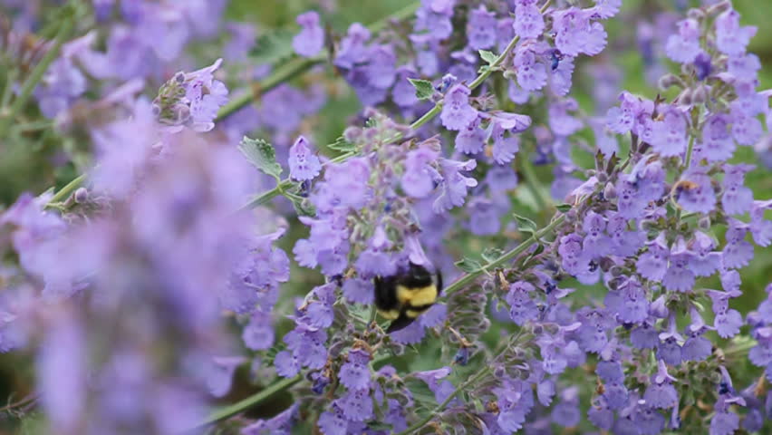 Bumble bee at work